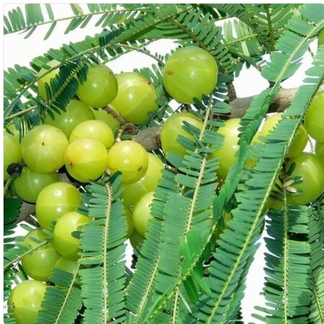 Amla Plant